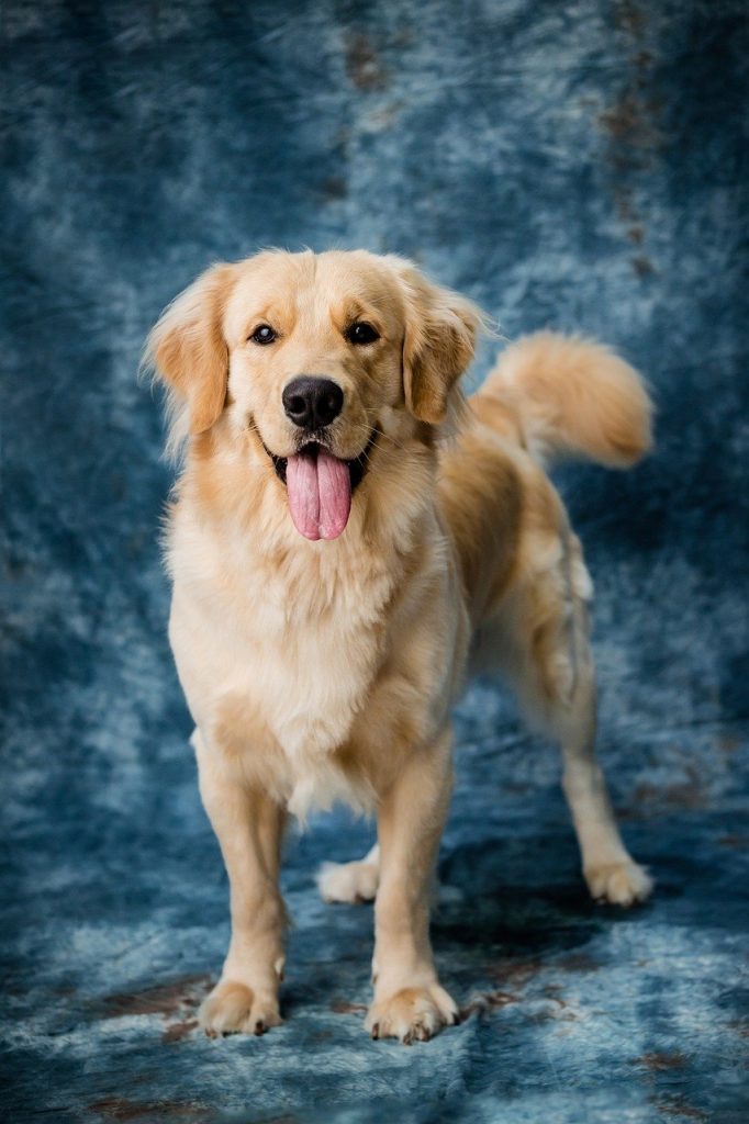 Dog Poop Pickup in Rochester Michigan