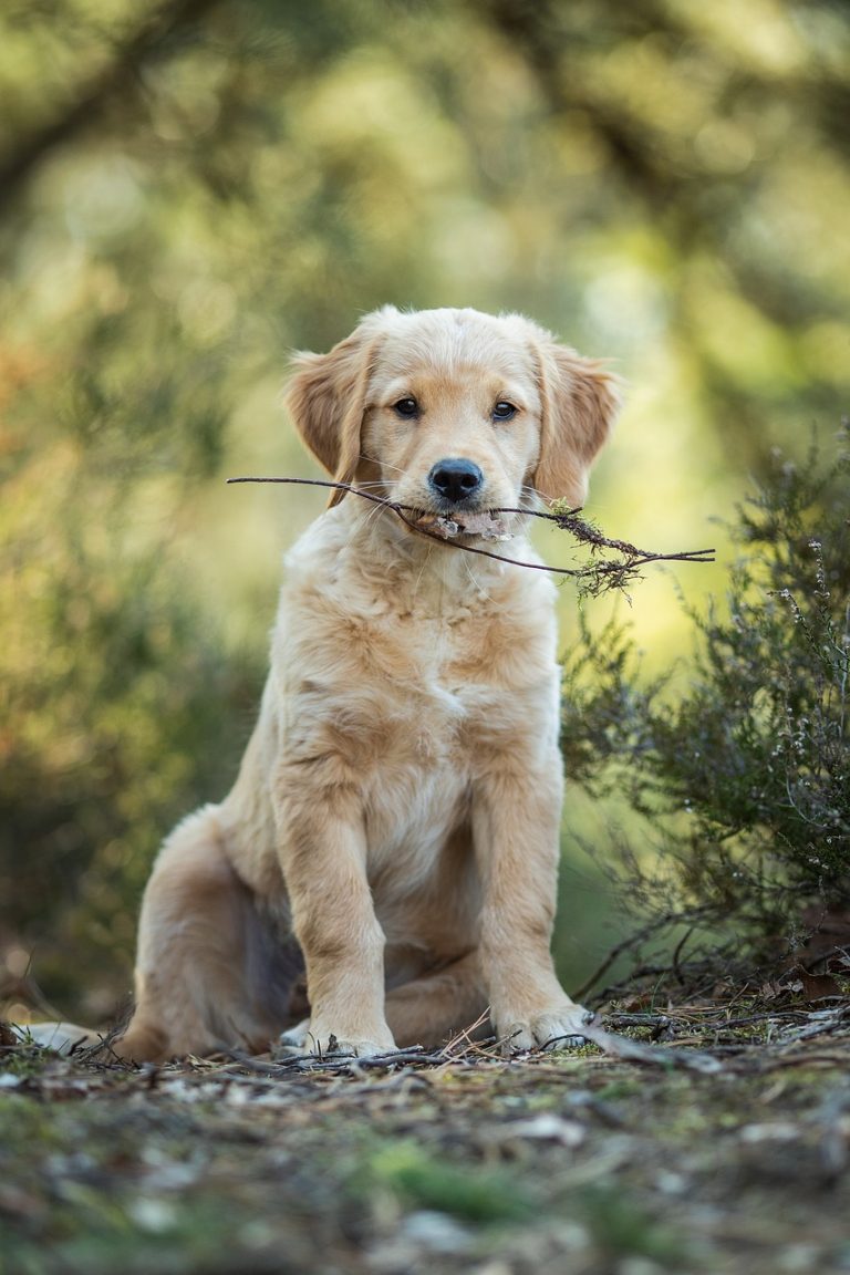 Dog Poop Pickup in Rochester Michigan