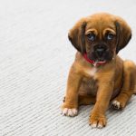 Dog Poop Pickup in Rochester Michigan